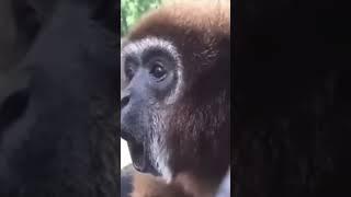 Hilarious Monkey #live #love #laugh #shorts #viral @HitMaker808