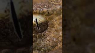 Watch full film about the #wildlife of #azerbaijan #nature | Film Studio Aves