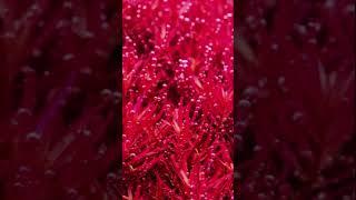 Mastering the Art of Aquascaping: Creating a Lush Underwater Paradise! | pondon.net