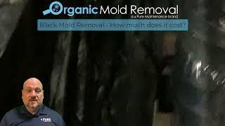 Black Mold Removal   How Much Does It Cost?