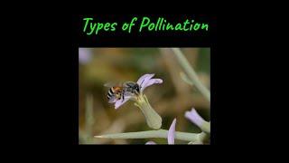 Types of Pollination | Sexual Reproduction in Flowering Plants | Class XII | Biology | Khan Academy