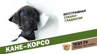 TEST.TV: Кане-корсо собака гладиатор.