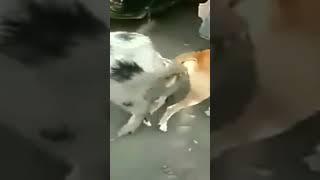 When pig and dog meeting video successful