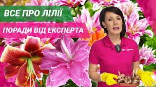 ЛІЛІЇ | Поради для вирощування від експерта // ЛИЛИИ | Советы по выращиванию лилий от эксперта