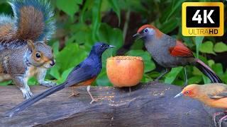 Cat TV for Cats to Watch  Awesome Birds & Squirrels for Cats ️ Videos for Cats to Watch NO ADS 4K