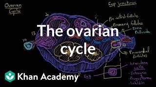 The ovarian cycle | Reproductive system physiology | NCLEX-RN | Khan Academy