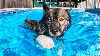 Will The Puppy Jump In the Pool First?   Husky Swimming Pool Party