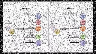 T follicular helper cell differentiation, function, and roles in disease.