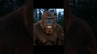 Bigfoot Camping gear Review! #bigfoot #vlog #outdoors #outdoorcooking