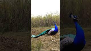 Forest#vtr#mor#peacock #vfx  followers #kar#tenangqolbu