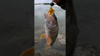 Крупный взял #рыбалка #fishing #окунь