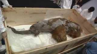 Woolly mammoth arrives in Japan from Russia