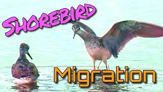 The Majestic Journey of the Shorebird