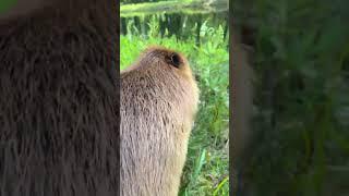 Bober #shorts #relaxing #travel #nature #природа #earth #relax #vibes #animals #bober