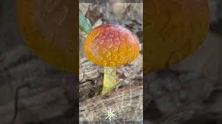 Fungi Summer of 2023 - Part 2 #nature #naturebeauty