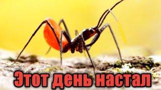 Колесный ЖукThe Ants:Underground Kingdom