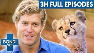 3+ Hours Of Full Episodes | Bondi Vet Entire Season 5 Part 1