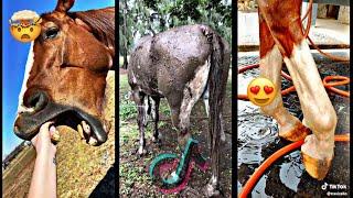 Horses of TikTok (Equestrian) TikTok Compilation #3| Vlogs from TikTok