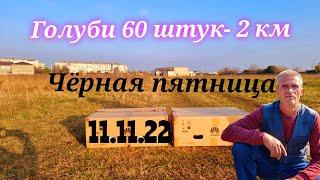 Чёрная пятница у голубей 60 штук 2 км