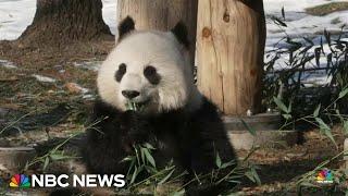 Newest pandas make their public debut at Smithsonian National Zoo