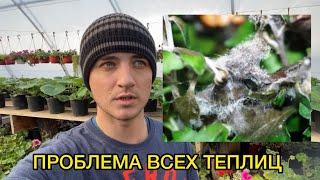 СЕРАЯ ГНИЛЬ - ВСЕГО ОДНА ОБРАБОТКА В МЕСЯЦ СПАСЕТ!  2 РАБОЧИХ ПРЕПАРАТА.