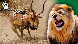 African Predators - Wildlife Icons - Animal Documentary - HD - Amp