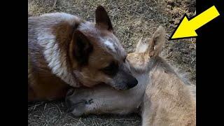 The old dog raised a foal that really needed a mother. This is a must see!