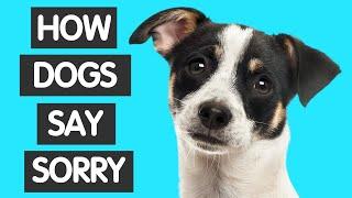 HOW DO DOGS APOLOGIZE TO HUMANS? 