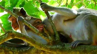 O.M.G! Jane monkey decided right w@rn dis_ciplined her big kid c@tching tree asking a f@vor.