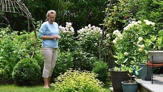 Garden WALK. Aww, those ROSES!