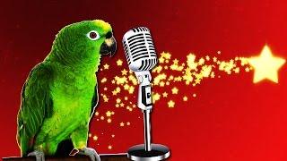 Попугаи поют песни!/ Parrots sing!