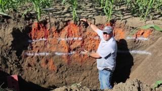 360 Yield Minute - corn root development