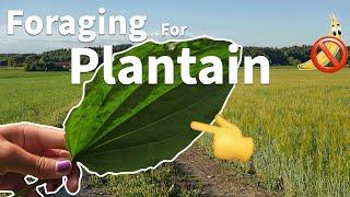 Foraging For Plantain 