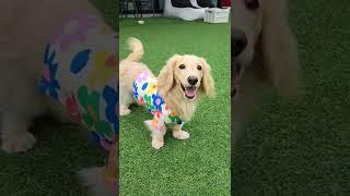 Happy dog Cute puppy / Dachshund Malrang