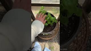 harvested some basil.  #vlog #vlogger #ditl #summer #gardener #garden #greenhouses #coffee #cozy