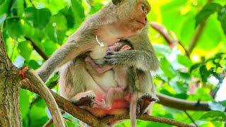 PR Newborn Monkey Baby Can't Get Enough Milk From Mom MALIKA.