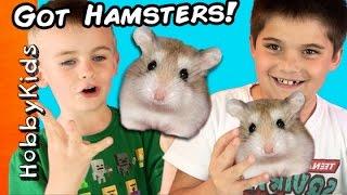 HobbyKids Buy Hamsters!  Petco Toy Shopping Haul HobbyKidsTV