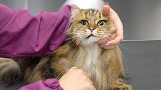 I've never seen a Siberian Forest Cat that looks like this before