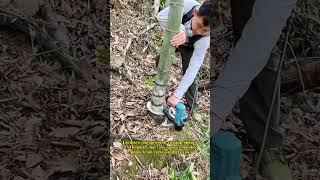 Bamboo Harvesting: Electric Tool Operation