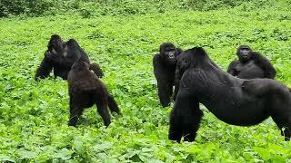 visit gorillas  . gorillas interaction