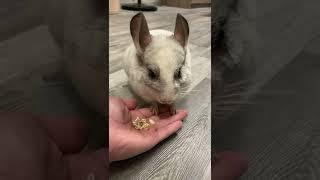 Как приучить к рукам шиншиллу? Chinchilla Plombirchik