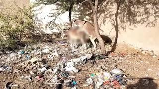 Donkey Mating Full video #animals #donkey #mating