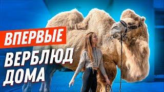 ВПЕРВЫЕ: НА ВЕРБЛЮДЕ / РАЗБУДИЛА ДРИМ ТИМ ХАУС - САМОЕ БОЛЬШОЕ ЖИВОТНОЕ в ДОМЕ