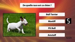 Quiz : Races de chiens