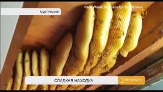 Житель Австралии нашел 50 килограммов меда… на потолке