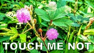 Touch Me Not Plant | Mimosa Pudica | Travel vlog by Meigo Märk