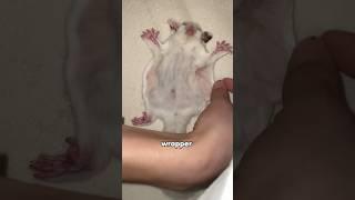 Sugar glider #foryou #funny #animals #sugarglider #cute #shorts