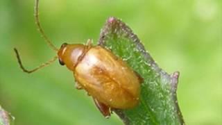 Biocontrol agents with Dr Jenny Dymock, Entomologist