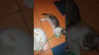 funny cat moments 