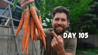 Grow HONKIN' Carrots - Full Seed to Harvest Guide!